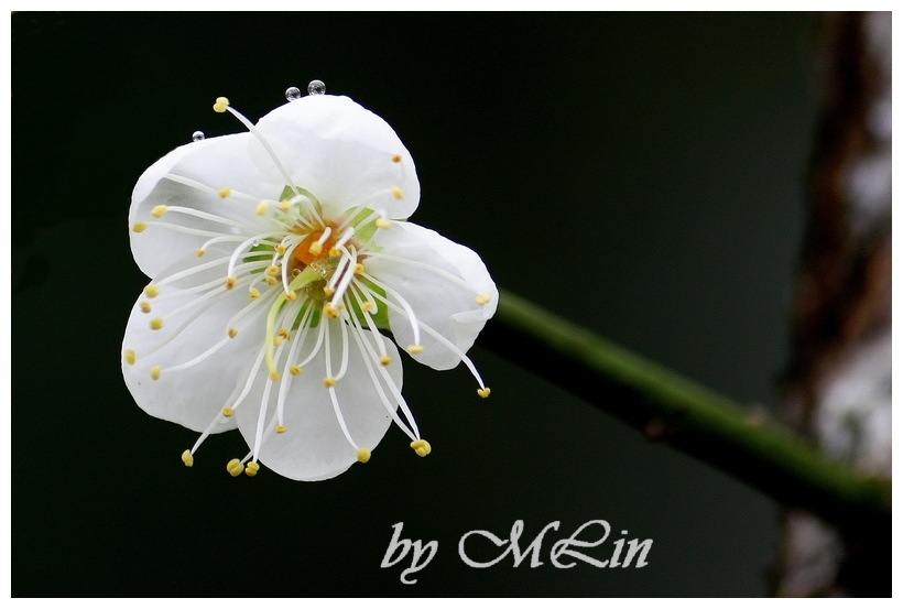 IMG_0619.JPG-2.jpg - 趴趴GO