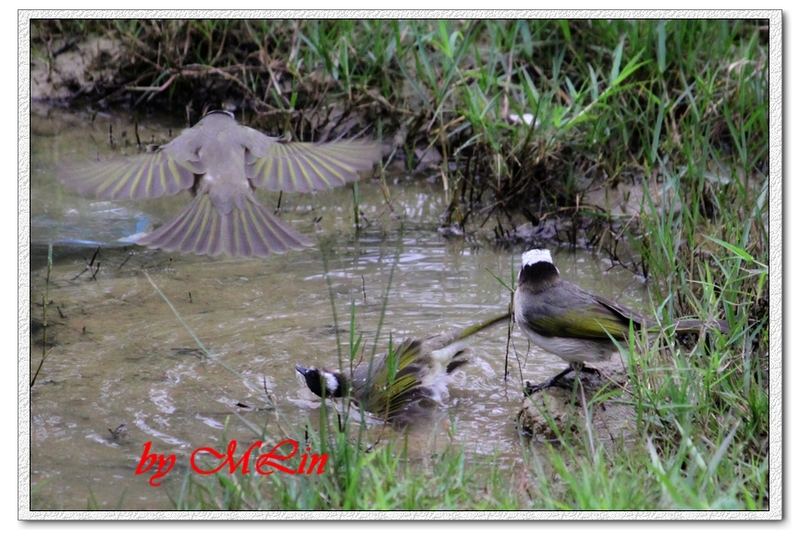 IMG_4683.JPG-3.jpg - 攝影學習