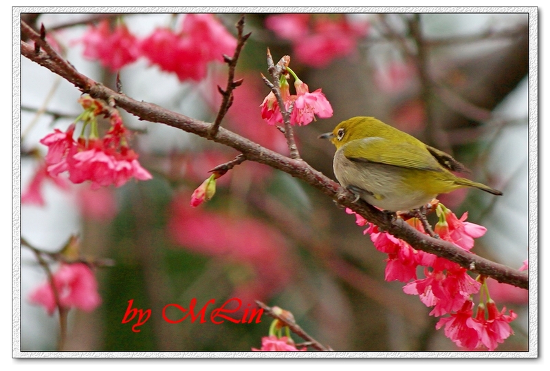 IMG_4617.JPG-3.jpg - 攝影學習