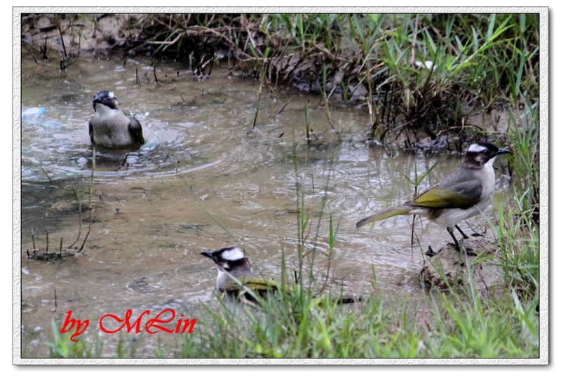 IMG_4675.JPG-3.jpg - 攝影學習