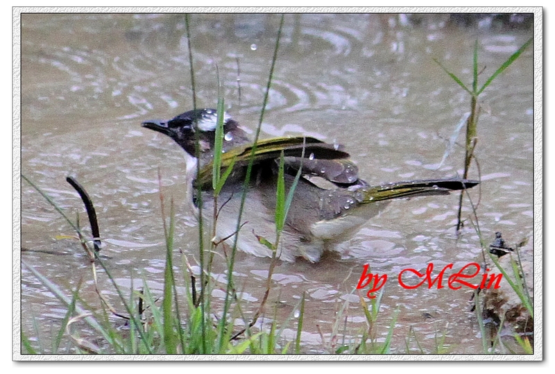 IMG_4692.JPG-3.jpg - 攝影學習