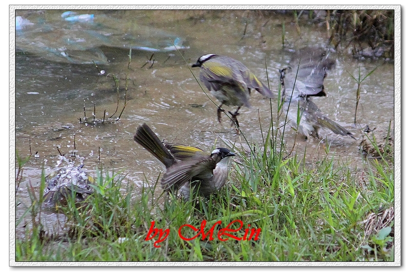 IMG_4713.JPG-3.jpg - 攝影學習