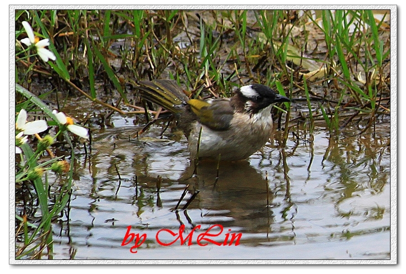 IMG_4882.JPG-3.jpg - 攝影學習