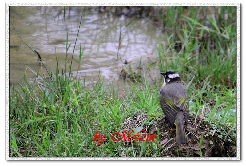 IMG_4698.JPG-3.jpg - 攝影學習