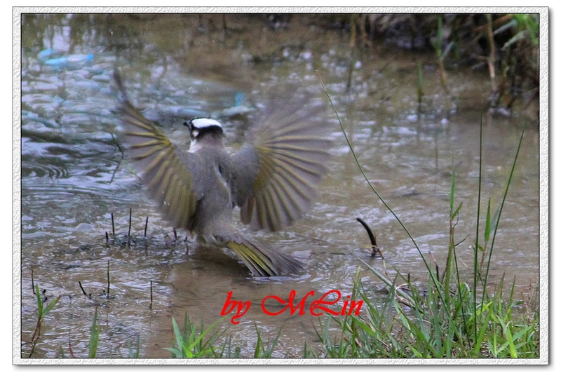 IMG_4734.JPG-5.jpg - 攝影學習