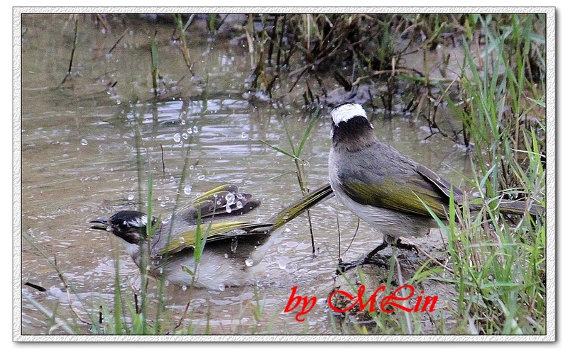 IMG_4684.JPG-3.jpg - 攝影學習