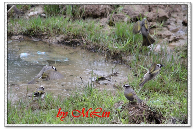 IMG_4712.JPG-3.jpg - 攝影學習