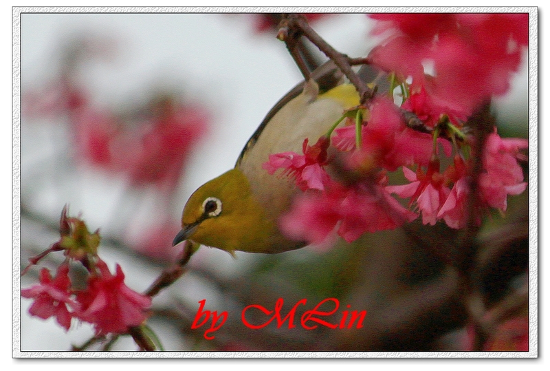 IMG_5024.JPG-3.jpg - 攝影學習