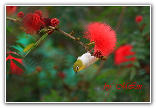 IMG_7845.JPG-2.JPG - 鳥兒